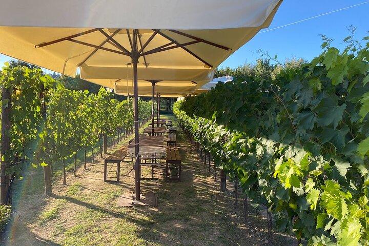Florence Private Cooking Class in San Gimignano and Wine Tasting