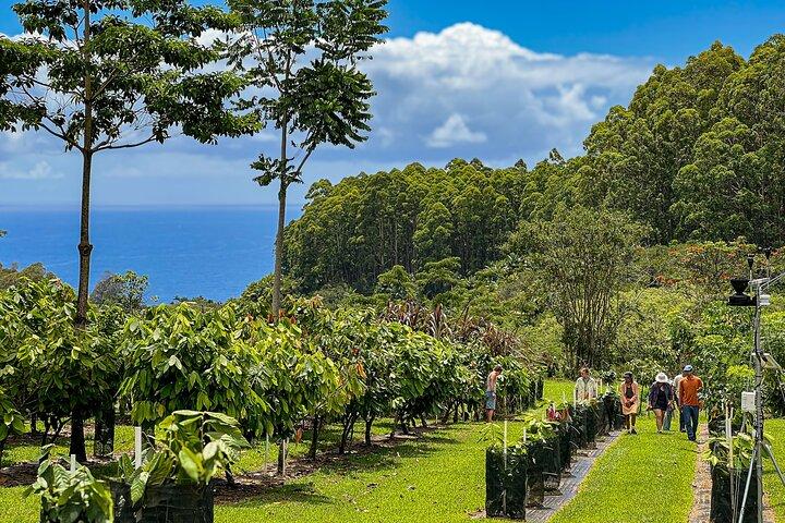Big Island: Craft Chocolate Tasting and Farm Tour in Hilo