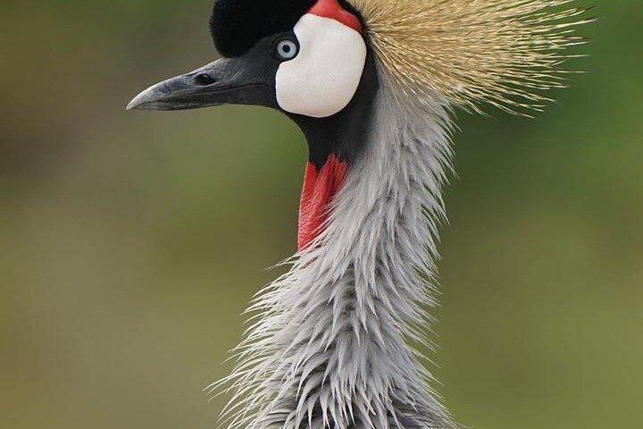 East Africa Safari Adventure in Tanzania