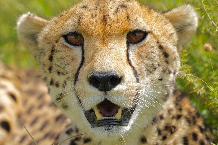 East Africa Safari Adventure in Tanzania