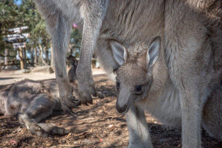 Quad Biking, Koalas and Kangaroos - Private Tour