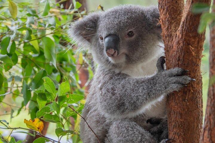 Quad Biking, Koalas and Kangaroos - Private Tour