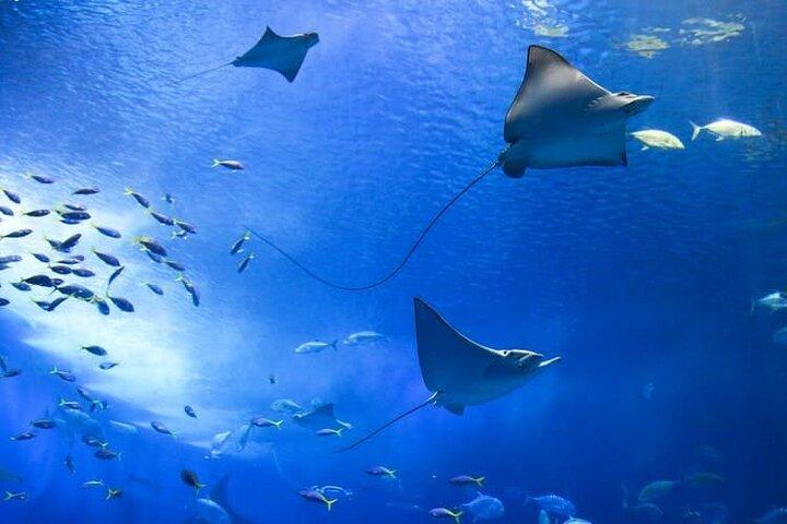 Aquaria KLCC Admission Ticket in Kuala Lumpur