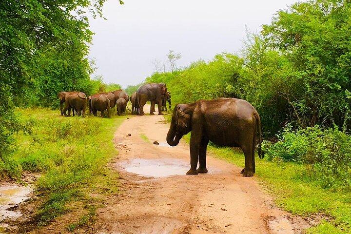 Udawalawe National Park Private Jeep Safari Elephants
