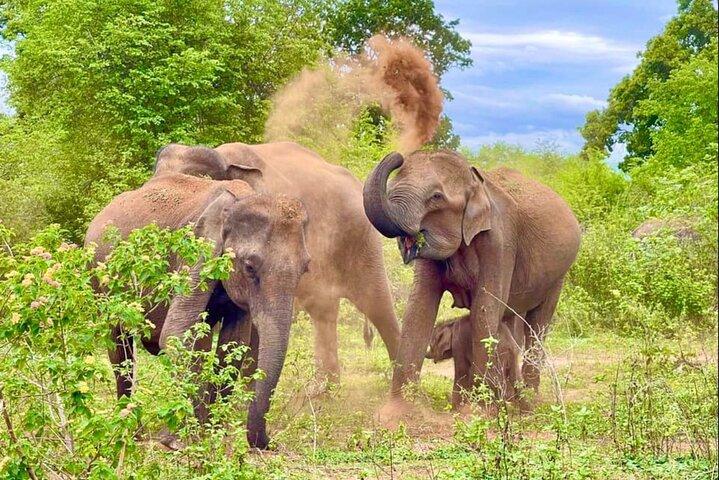 Udawalawe National Park Private Jeep Safari Elephants