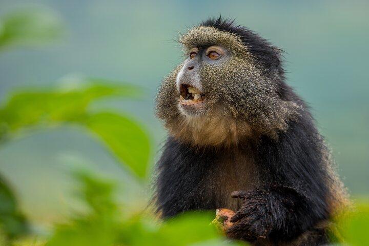 1 Day Golden Monkey Trekking In Volcanoes National Park