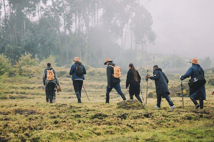 1 Day Golden Monkey Trekking In Volcanoes National Park