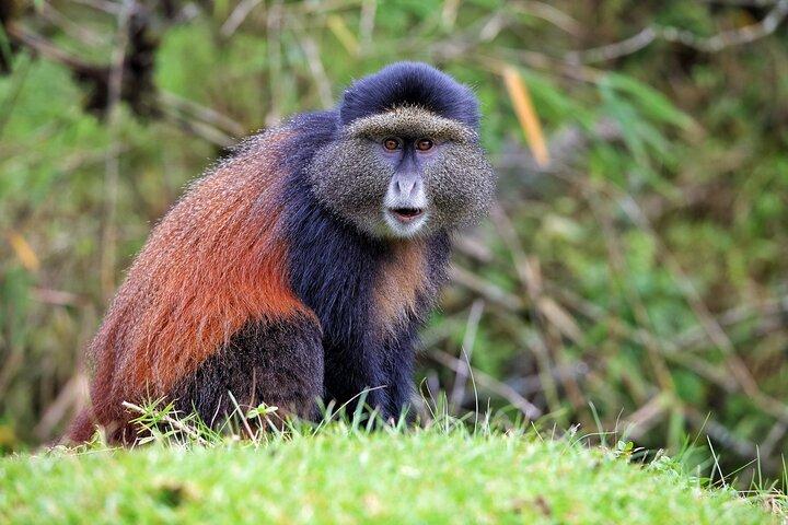 1 Day Golden Monkey Trekking In Volcanoes National Park