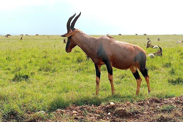 5 Days Comfort Safari in Kenya
