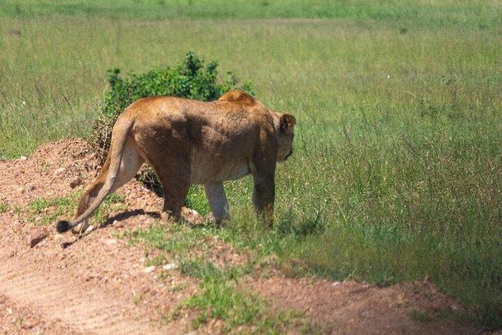 3 Days 2 Nights Masai Mara Private Jeep Safari
