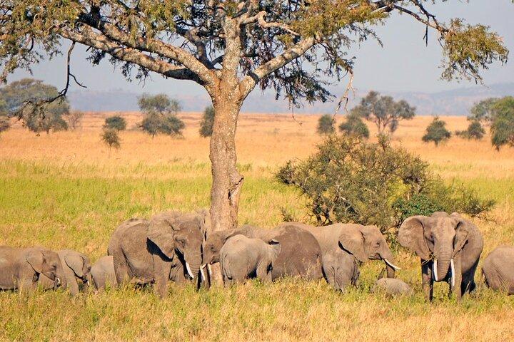 12 Days of Zanzibar and Tanzania Combining Paradise and Nature