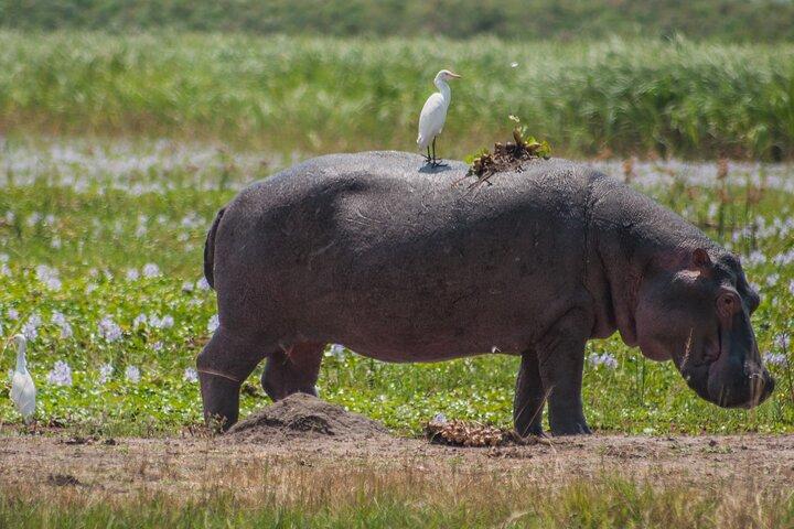 Rwanda Safari - 1 Day Akagera Big Five Safari from Kigali
