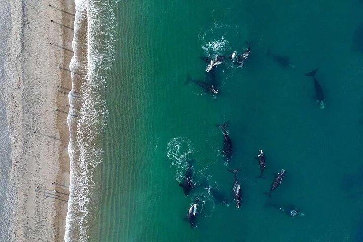 El Doradillo Whale Watching Half-Day Tour from Puerto Madryn