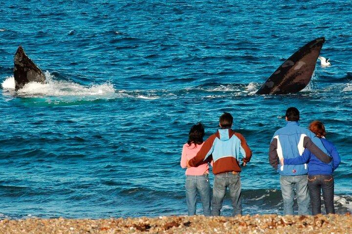 El Doradillo Whale Watching Half-Day Tour from Puerto Madryn