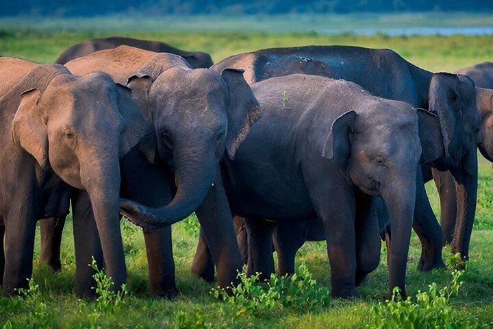 Private Tour from Ella to Galle with Udawalawe Safari