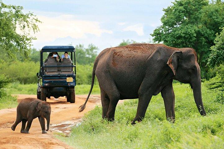 Private Tour from Ella to Galle with Udawalawe Safari