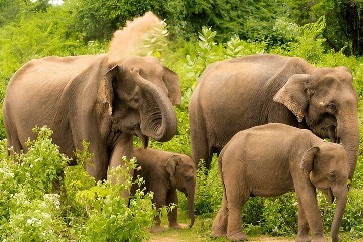 Private Tour from Ella to Galle with Udawalawe Safari
