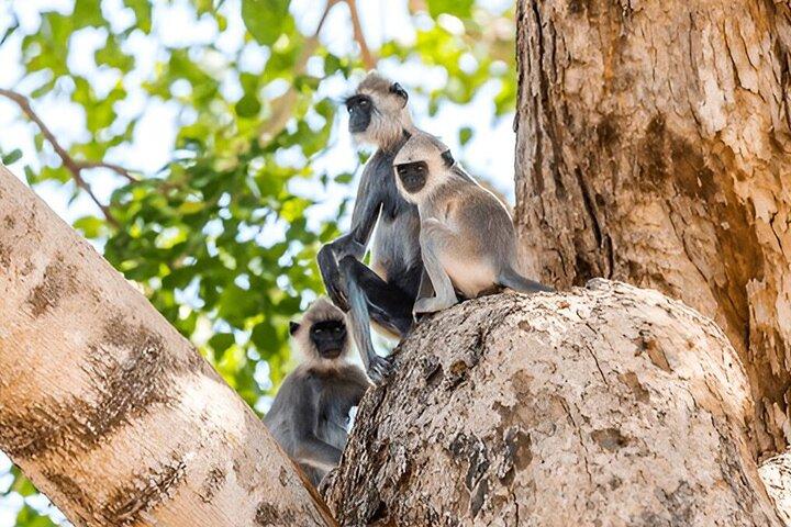 Private Tour from Ella to Unawatuna with Udawalawe Safari