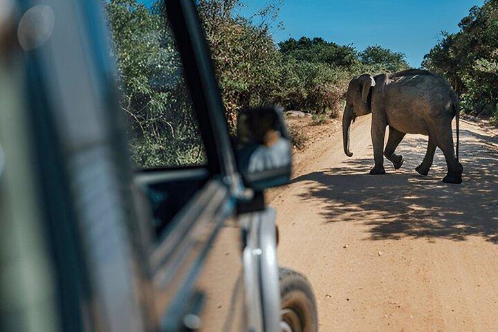 Private Tour from Ella to Unawatuna with Udawalawe Safari