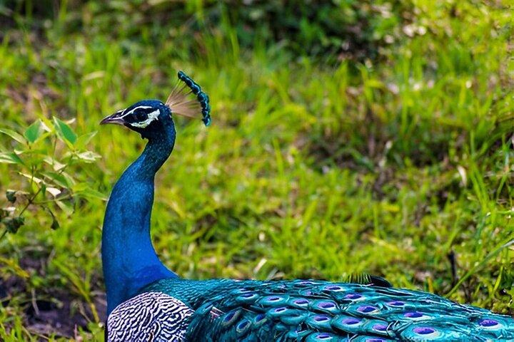Private Tour from Ella to Tangalle with Udawalawe Safari