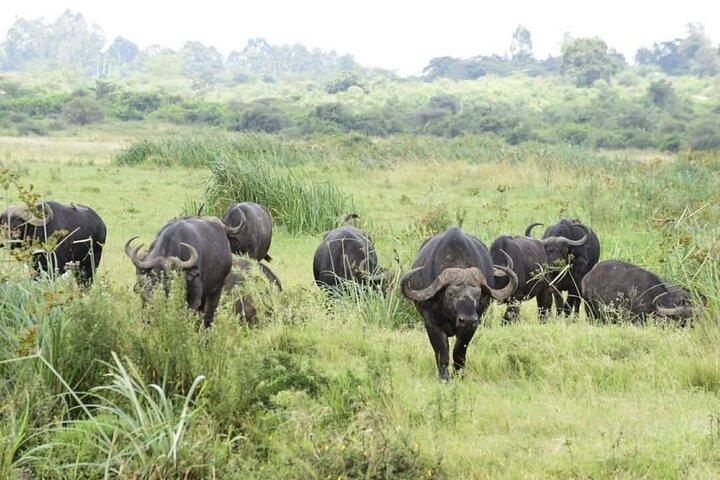 Private Nairobi National Park Game Drive Tour