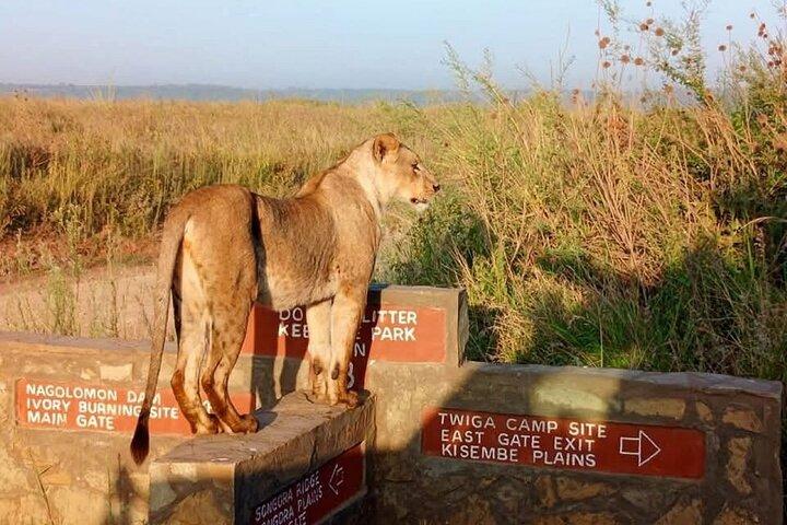 Private Nairobi National Park Game Drive Tour