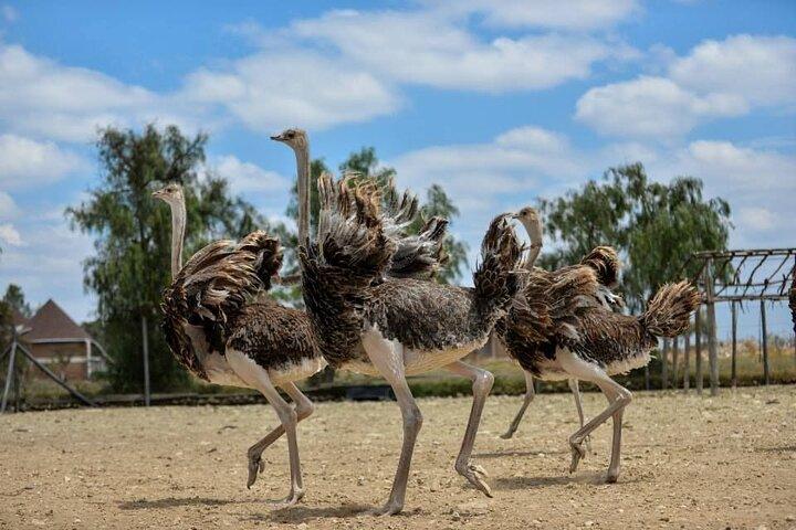 Guided Day Tour to Masai Ostrich Farm from Nairobi