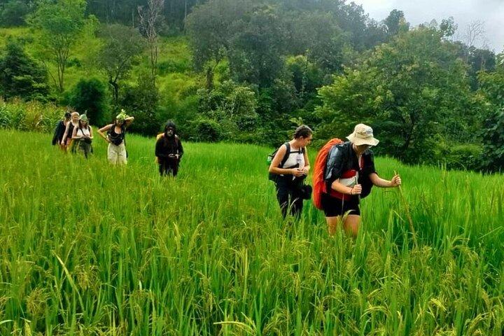 3-Day Chiang Mai Jungle Trek and Bamboo Rafting