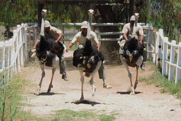 Guided Day Tour to Masai Ostrich Farm from Nairobi