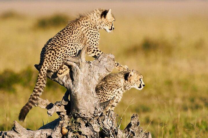 2-Day Private Maasai Mara Safari
