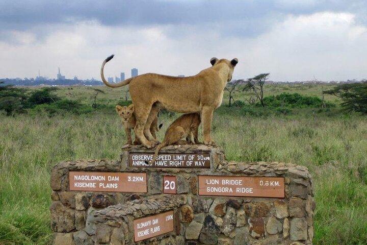 Private Nairobi National Park Wildlife Day Safari