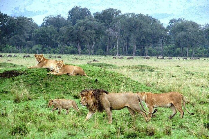 Private Nairobi National Park Wildlife Day Safari