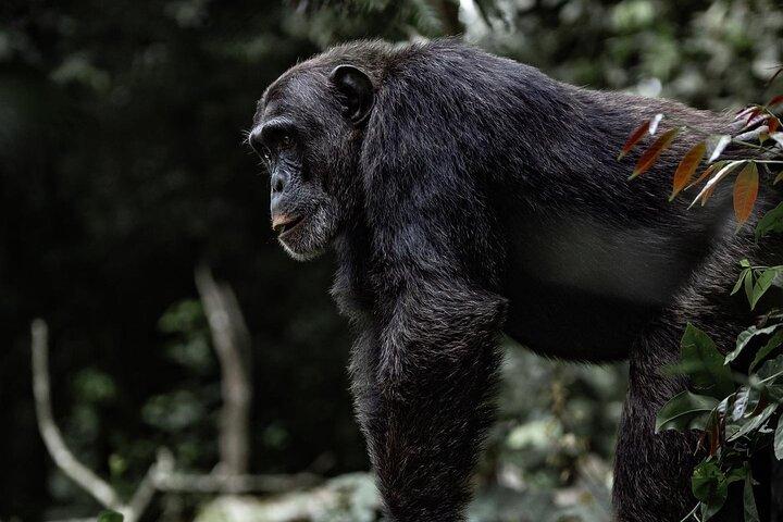2 Days 1 Night Nyungwe Chimpanzees, Canopy, King Palace &Tea tour