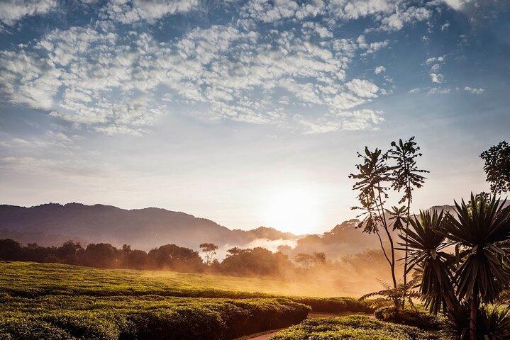 2 Days 1 Night Nyungwe Chimpanzees, Canopy, King Palace &Tea tour