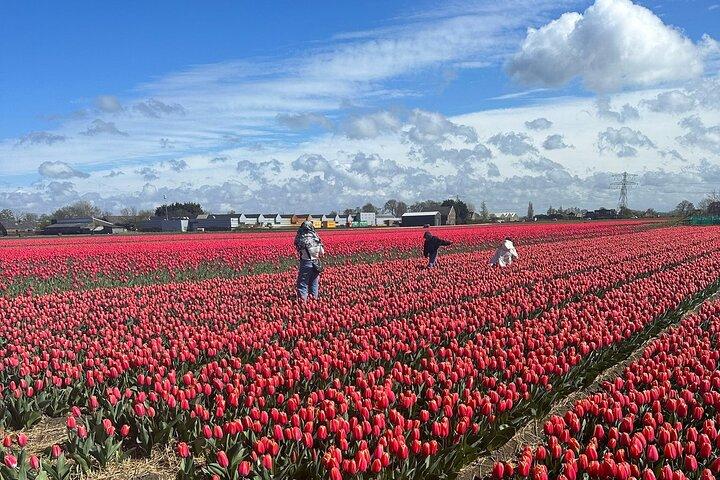 Amsterdam: Private Tour to Keukenhof and Flower-Farm with Ticket