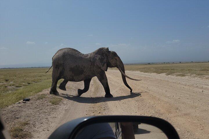 2 Days 1 Night Amboseli National Park