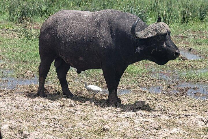 2 Days 1 Night Amboseli National Park