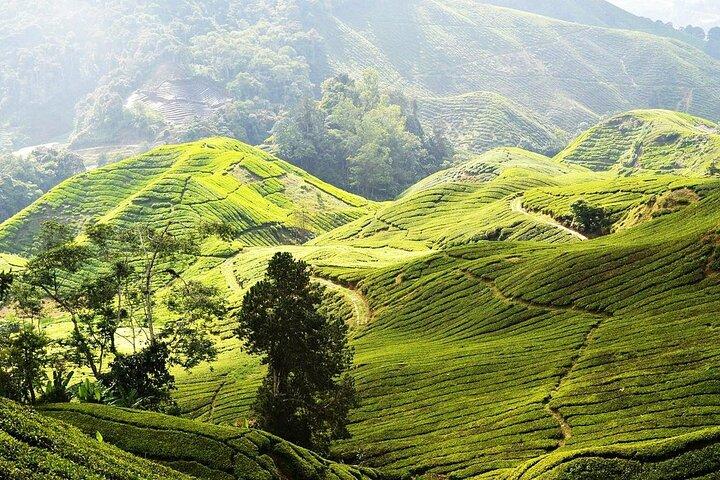 Cameron Highlands Full Day Join in Tour