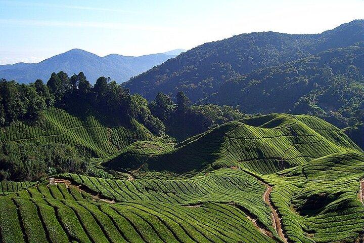 Cameron Highlands Full Day Join in Tour
