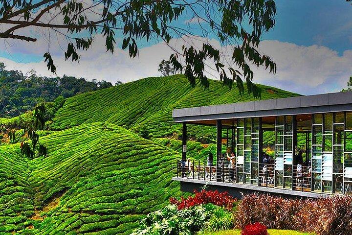Cameron Highlands Full Day Join in Tour