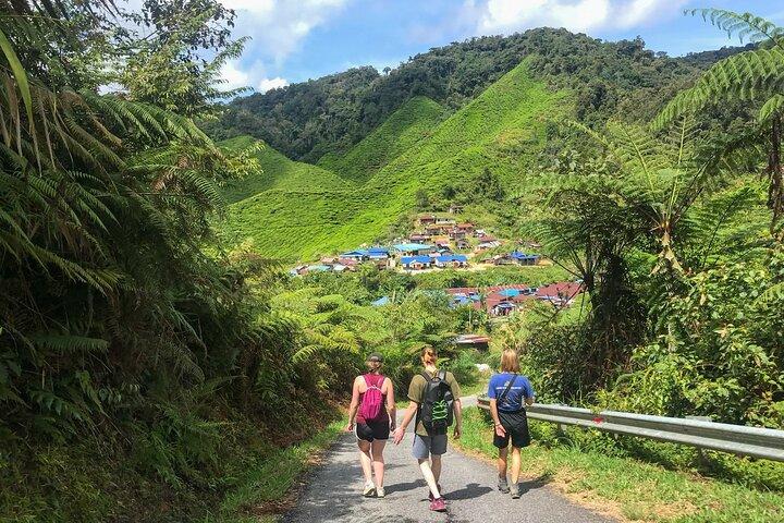 Cameron Highlands Full Day Join in Tour