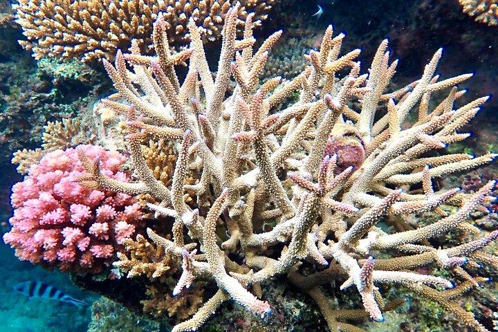 Fiji’s Best Dolphins tour and Snorkeling Adventure