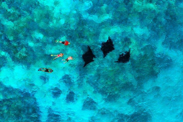 Manta Ray Experience