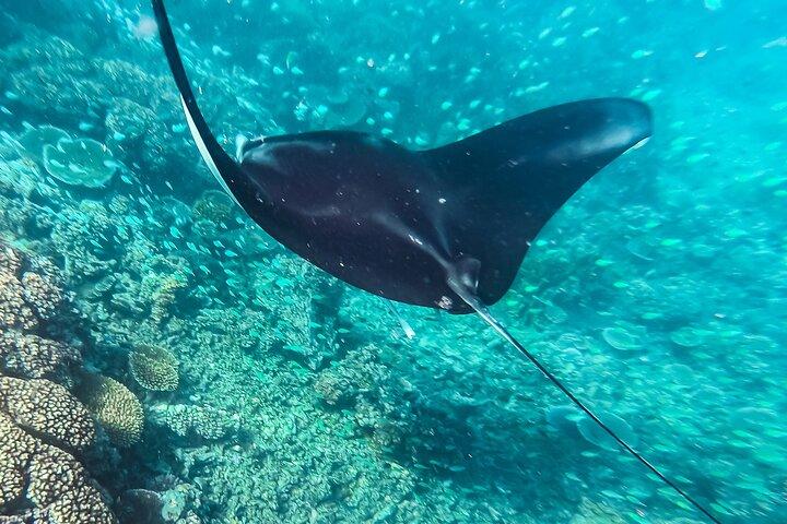 Manta Ray Experience