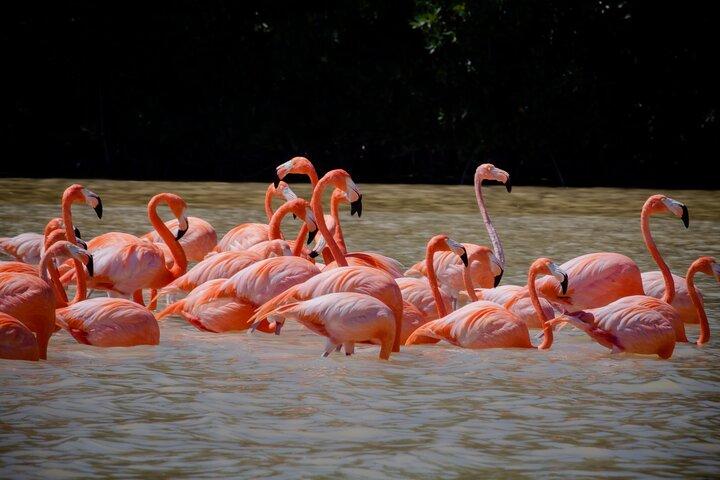 Excursion to Celestun Biosphere and Beach Day from Merida