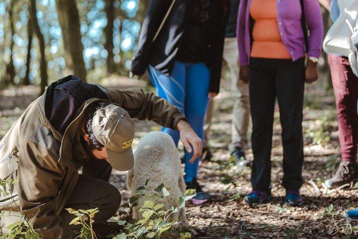 Truffle hunting with Pasta Lunch, Wine and a San Gimignano Walk