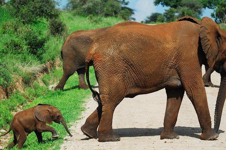 Tarangire Elephant Encounter Day Trip