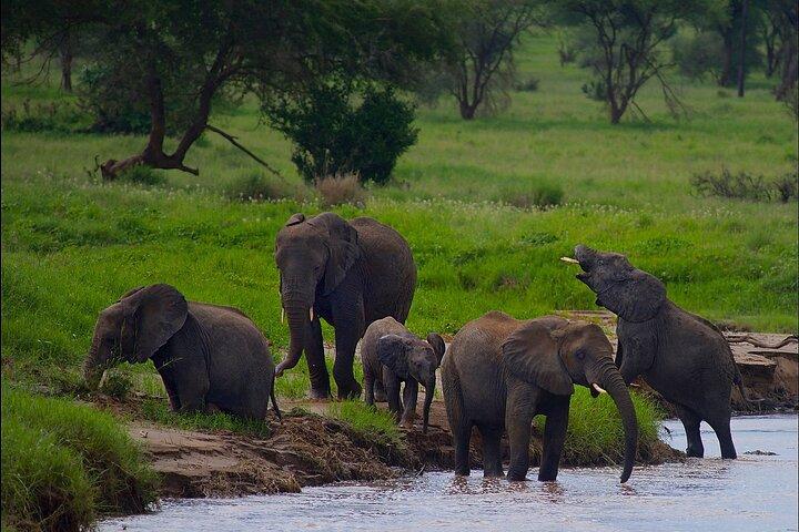 Tarangire Elephant Encounter Day Trip