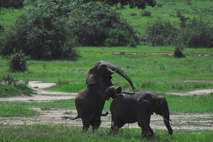 Tarangire Elephant Encounter Day Trip