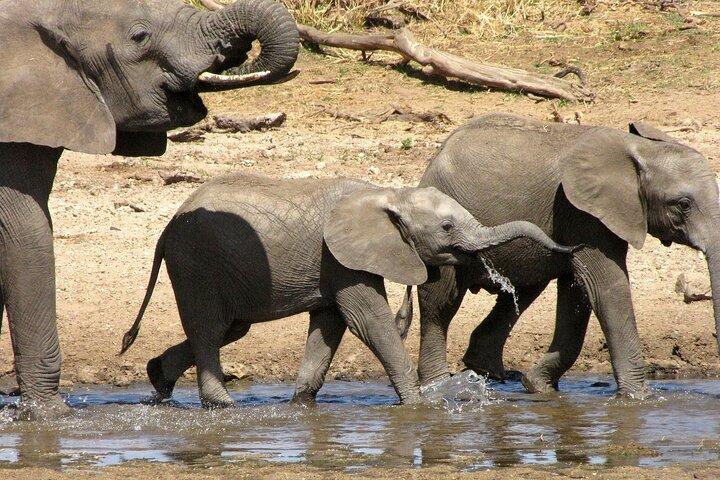 Tarangire Elephant Encounter Day Trip